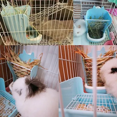 Zoomtopia Gamelle 2 en 1 pour lapin