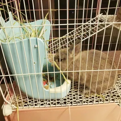 Zoomtopia Gamelle 2 en 1 pour lapin