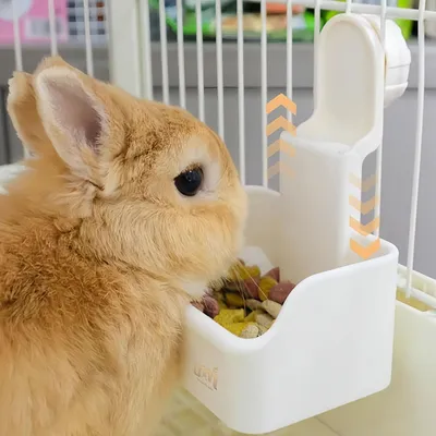 FurryFusion Bol 2-en-1 pour petits animaux