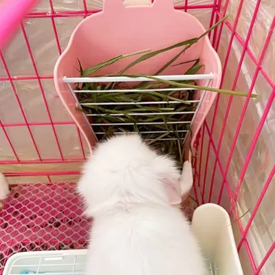 Zoomtopia Gamelle 2 en 1 pour lapin