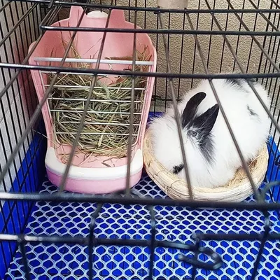 Zoomtopia Gamelle 2 en 1 pour lapin