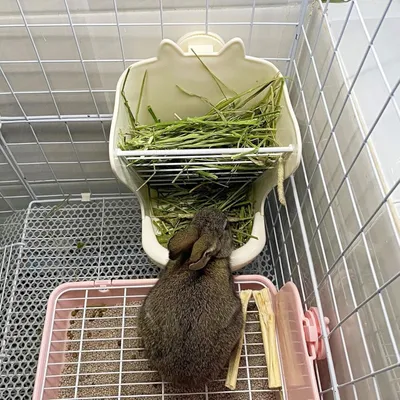 Zoomtopia Gamelle 2 en 1 pour lapin