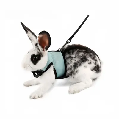 Zoomtopia Laisse réglable en nylon pour animaux de compagnie