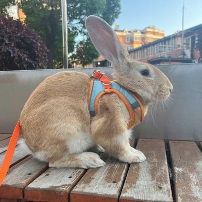 Zoomtopia Harnais avec laisse pour lapin et petits animaux