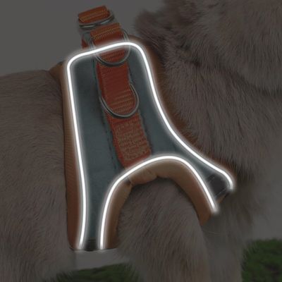 Zoomtopia Harnais avec laisse pour lapin et petits animaux