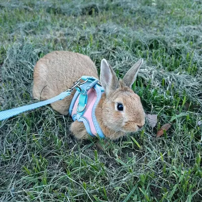 Zoomtopia Harnais avec laisse pour lapin et petits animaux