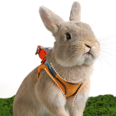 Zoomtopia Harnais avec laisse pour lapin et petits animaux