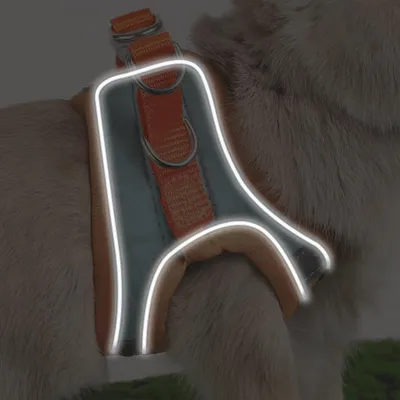 Zoomtopia Harnais avec laisse pour lapin et petits animaux