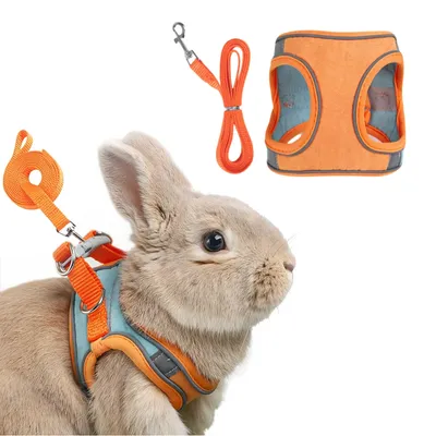 Zoomtopia Harnais avec laisse pour lapin et petits animaux