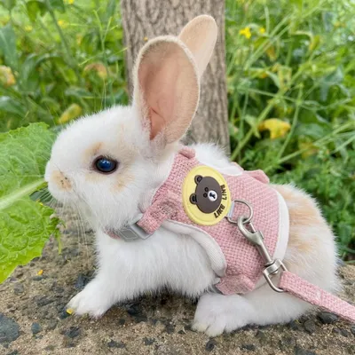 Pawzy Harnais pour lapin Taille S