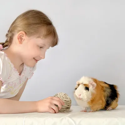 Pawzy Balle de mâchage pour petits animaux