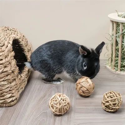 Pawzy Balle de mâchage pour petits animaux