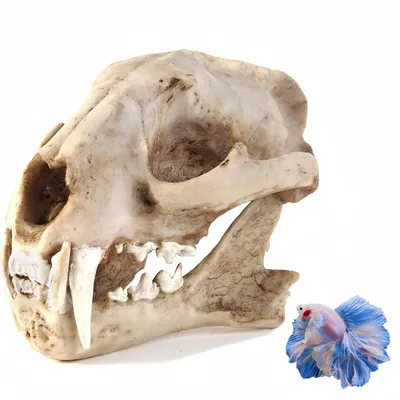 ZooVenture Décoration d'aquarium en forme de dinosaure pour poissons