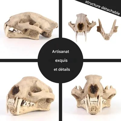 ZooVenture Décoration d'aquarium en forme de dinosaure pour poissons