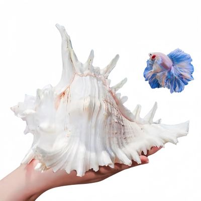 ZooVenture Coquillages naturels pour décoration d'aquarium