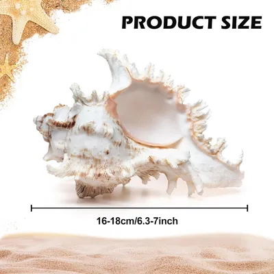 ZooVenture Coquillages naturels pour décoration d'aquarium