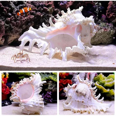 ZooVenture Coquillages naturels pour décoration d'aquarium