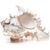 ZooVenture Coquillages naturels pour décoration d'aquarium