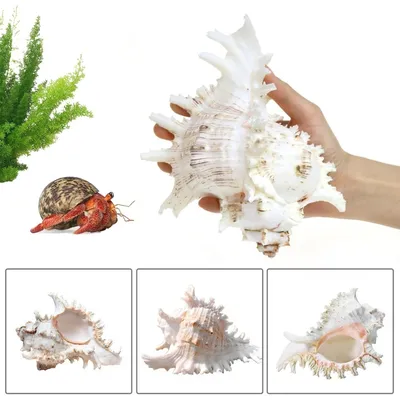 ZooVenture Coquillages naturels pour décoration d'aquarium