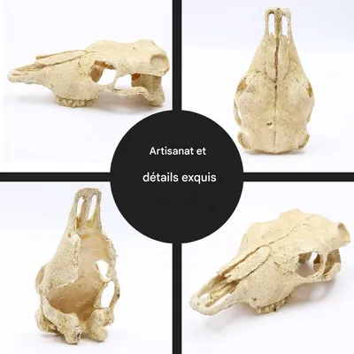 ZooVenture Décoration d'aquarium en forme de dinosaure pour poissons