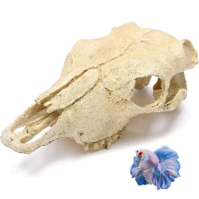 ZooVenture Décoration d'aquarium en forme de dinosaure pour poissons