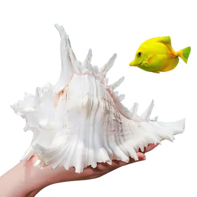 ZooVenture Coquillages naturels pour décoration d'aquarium