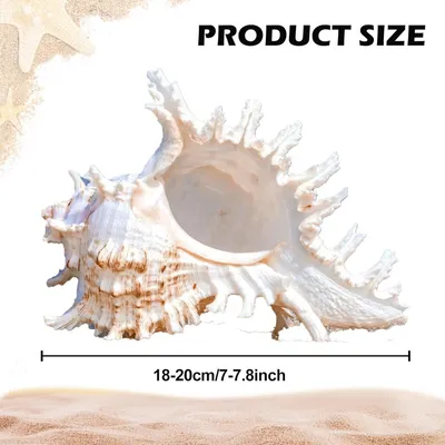 ZooVenture Coquillages naturels pour décoration d'aquarium