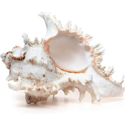 ZooVenture Coquillages naturels pour décoration d'aquarium