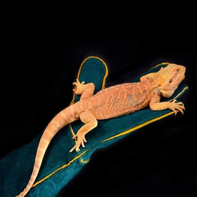 ZooVenture Guantes anti-mordeduras para perros, gatos, pájaros y reptiles