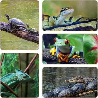 Rocky Ampoule de lumière de basking diurne