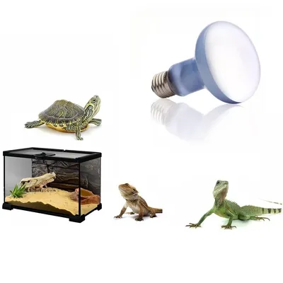 Rocky Ampoule de lumière de basking diurne