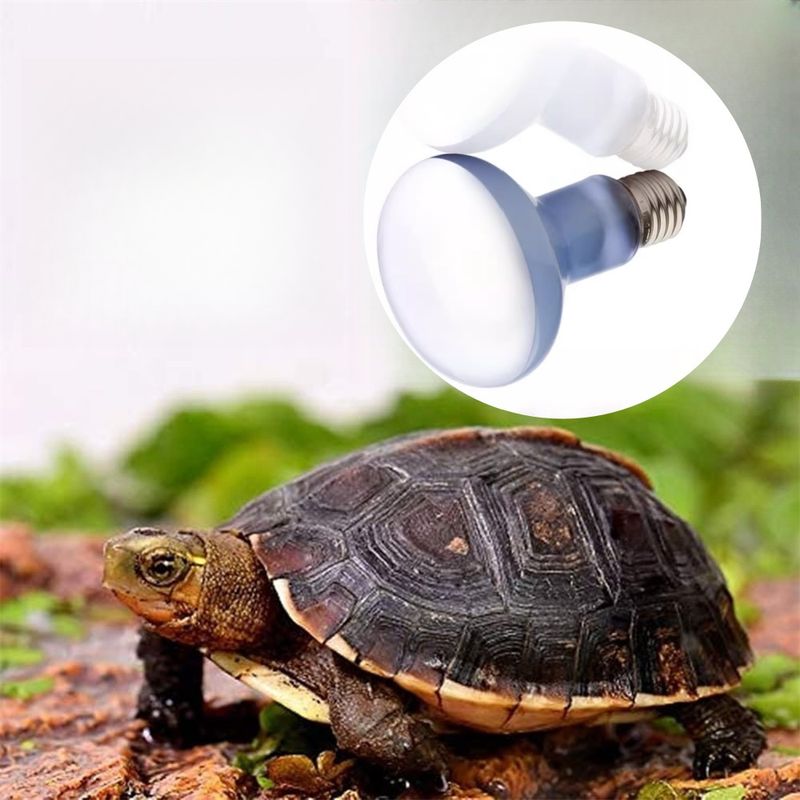 Rocky Ampoule de lumière de basking diurne