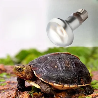 Rocky Intense Basking Spot Light Bulb for Reptiles and Amphibians