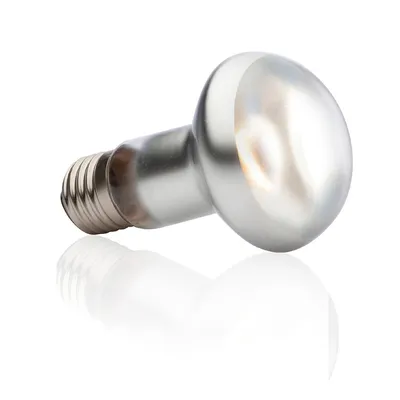 Rocky Intense Basking Spot Light Bulb for Reptiles and Amphibians