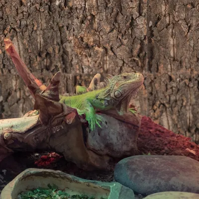 ZooVenture Panneaux de fond en écorce de liège pour terrarium de reptiles