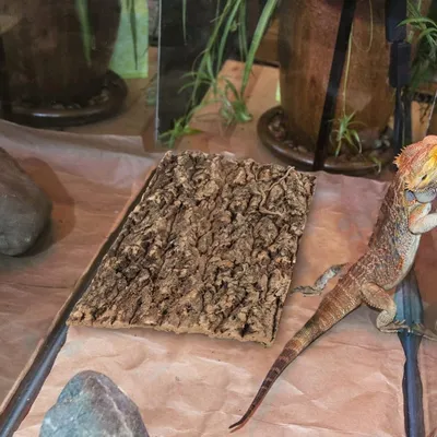 ZooVenture Panneaux de fond en écorce de liège pour terrarium de reptiles
