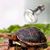 Rocky Intense Basking Spot Light Bulb for Reptiles and Amphibians