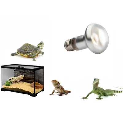 Rocky Intense Basking Spot Light Bulb for Reptiles and Amphibians
