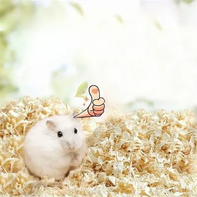 Rocky Litière en copeaux de bois pour petits animaux