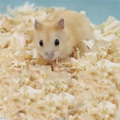 Rocky Litière en copeaux de bois pour petits animaux