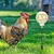 ZooVenture Mangeoire pour poulets