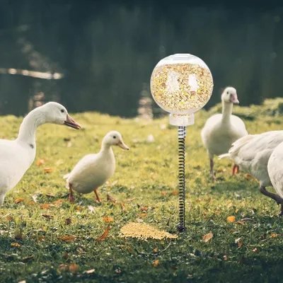 ZooVenture Mangeoire pour poulets