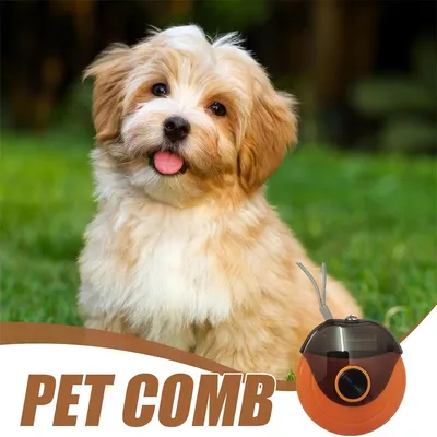 Rocky Brosse pour chat