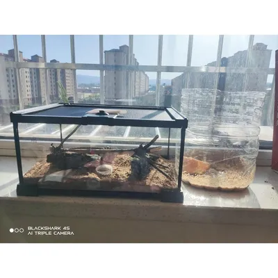 ZooVenture Mini terrarium en verre pour reptiles