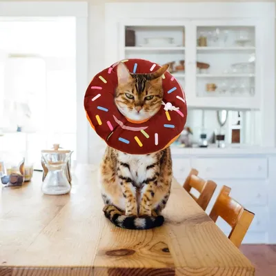 ZooVenture Collier de convalescence pour chat et chaton