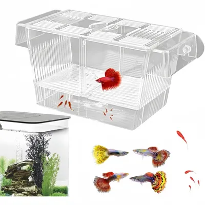 ZooVenture Boîte D'Isolement Transparente Pour Aquarium