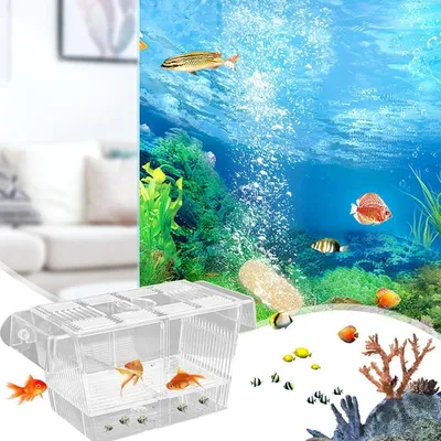 ZooVenture Boîte D'Isolement Transparente Pour Aquarium