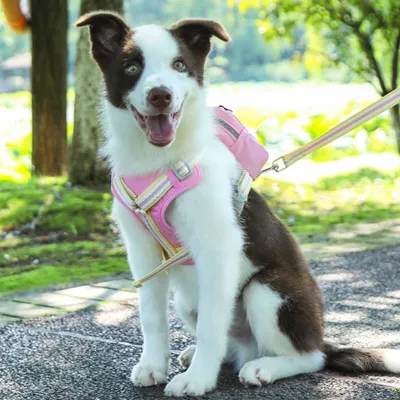 Zoomtopia Laisse pour chien avec sac à dos