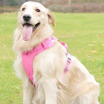 Zoomtopia Harnais NoPull pour chien