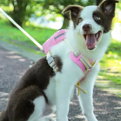 Zoomtopia Laisse pour chien avec sac à dos